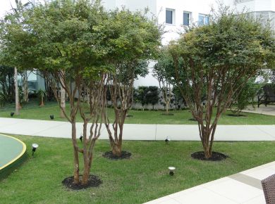 JARDINS SUSPENSOS 
